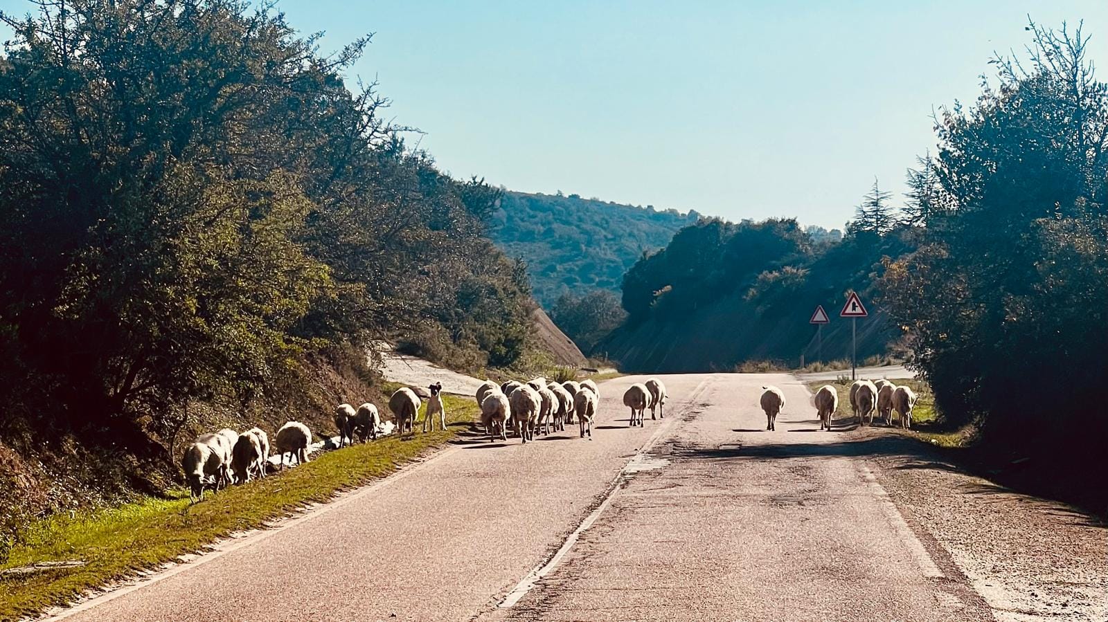 Eine Herde Schafe läuft auf einer ruhigen, ländlichen Strasse, die von Bäumen und sanften Hügeln gesäumt ist. Einige Schafe grasen am Strassenrand. Verkehrsschilder deuten auf einen möglichen Wildwechsel hin. Das Bild ist in Sonnenlicht getaucht, unter einem klaren, blauen Himmel.